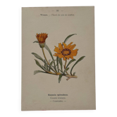Botanical engraving 19th century naturalist poster French flower wine