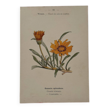 Botanical engraving 19th century naturalist poster French flower wine