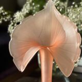 Leonardo vase in pink frosted glass