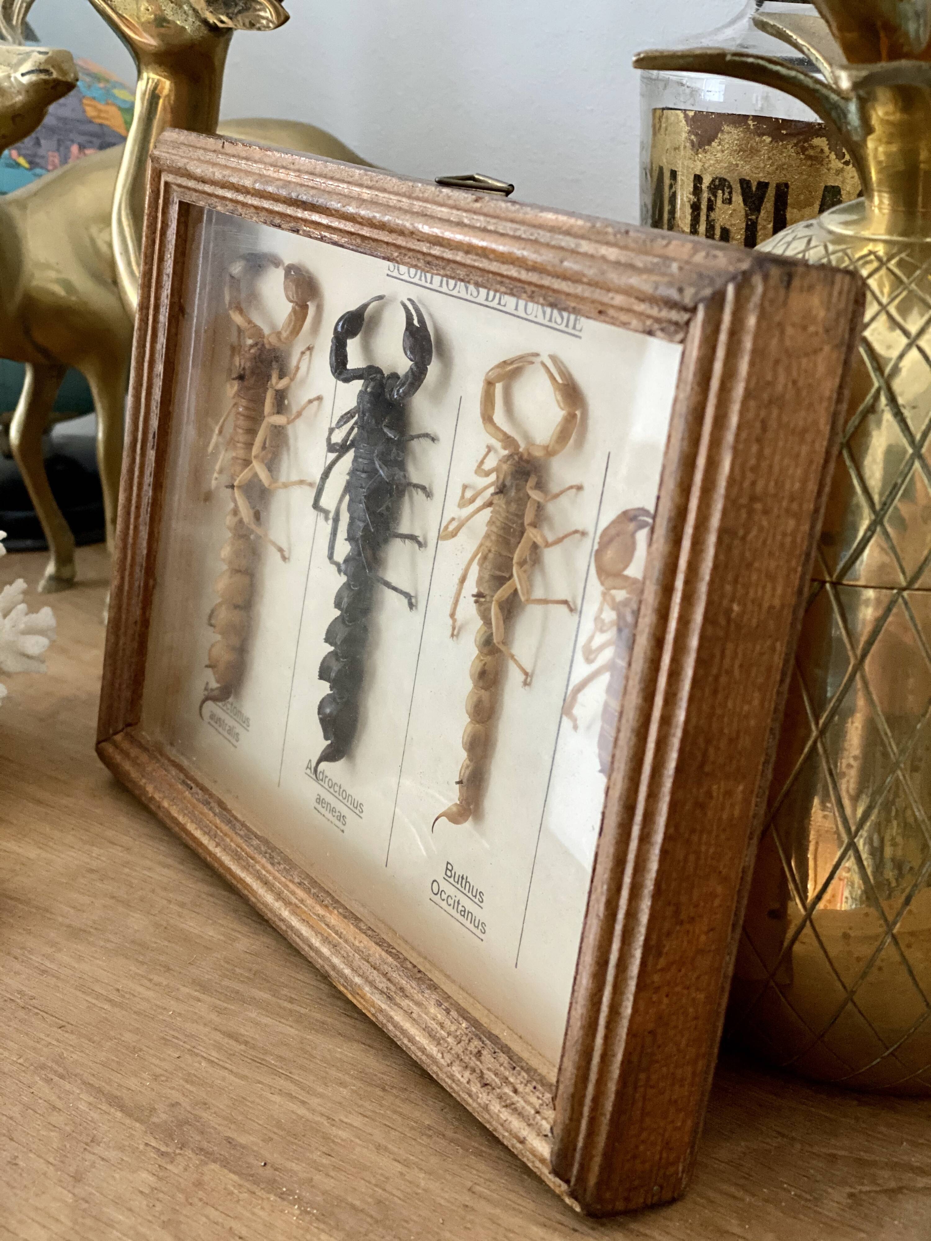Frame 4 naturalized scorpions de curiosity cabinet
