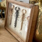 Frame 4 naturalized scorpions de curiosity cabinet