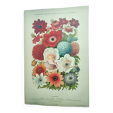 Botanical engraving from 1897 - Anemone - Old original chromo-lithographic plate of flower