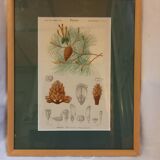 Old botanical plate, framed, representing a maritime pine.