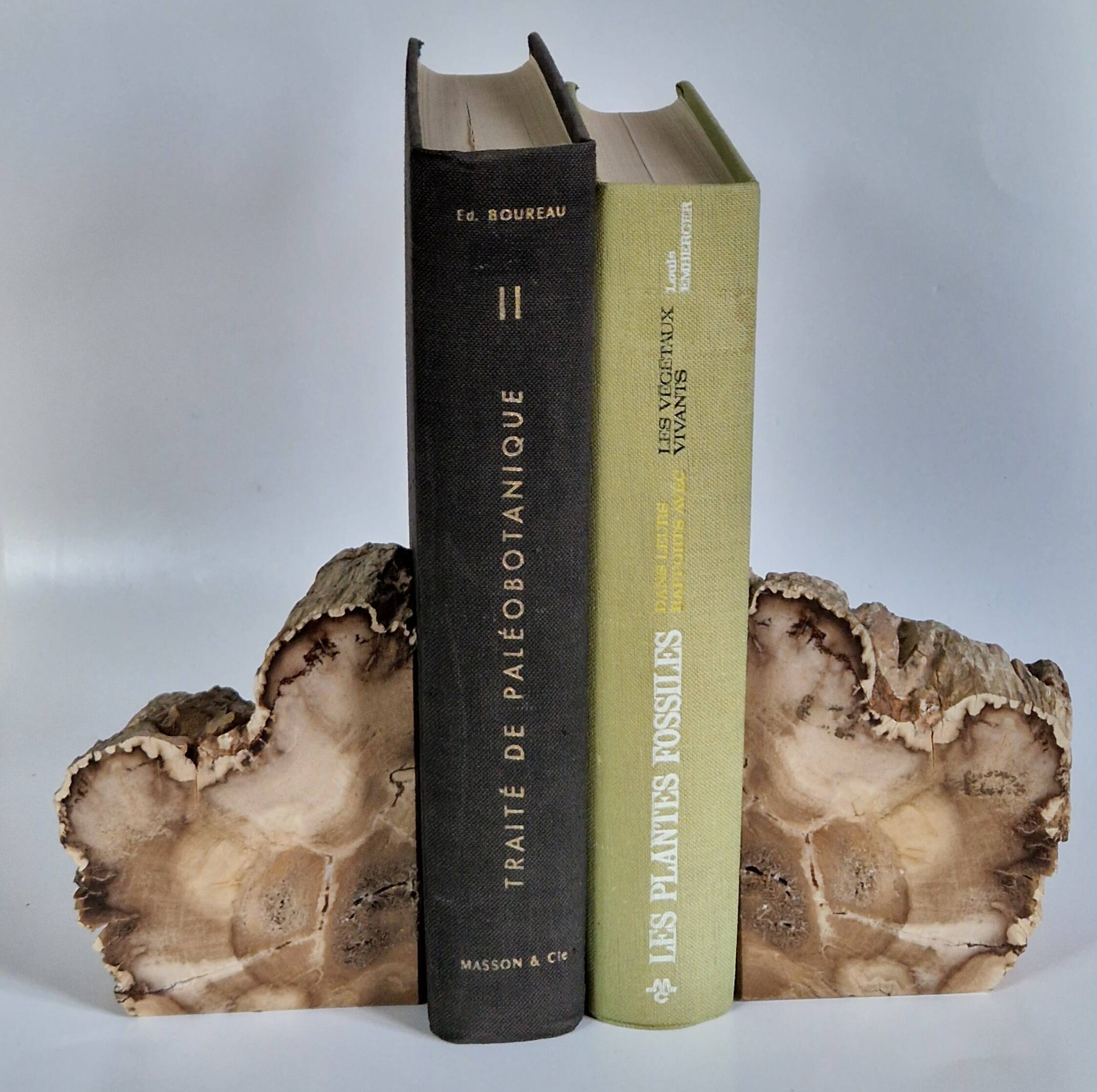 Pair of petrified wood bookends