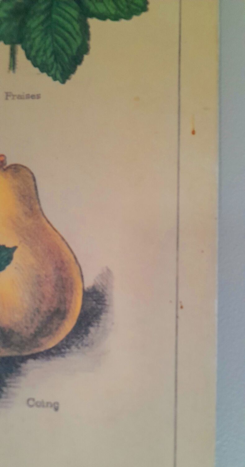 Deyrolles poster 'jams'