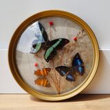 Domed frame with stuffed butterflies