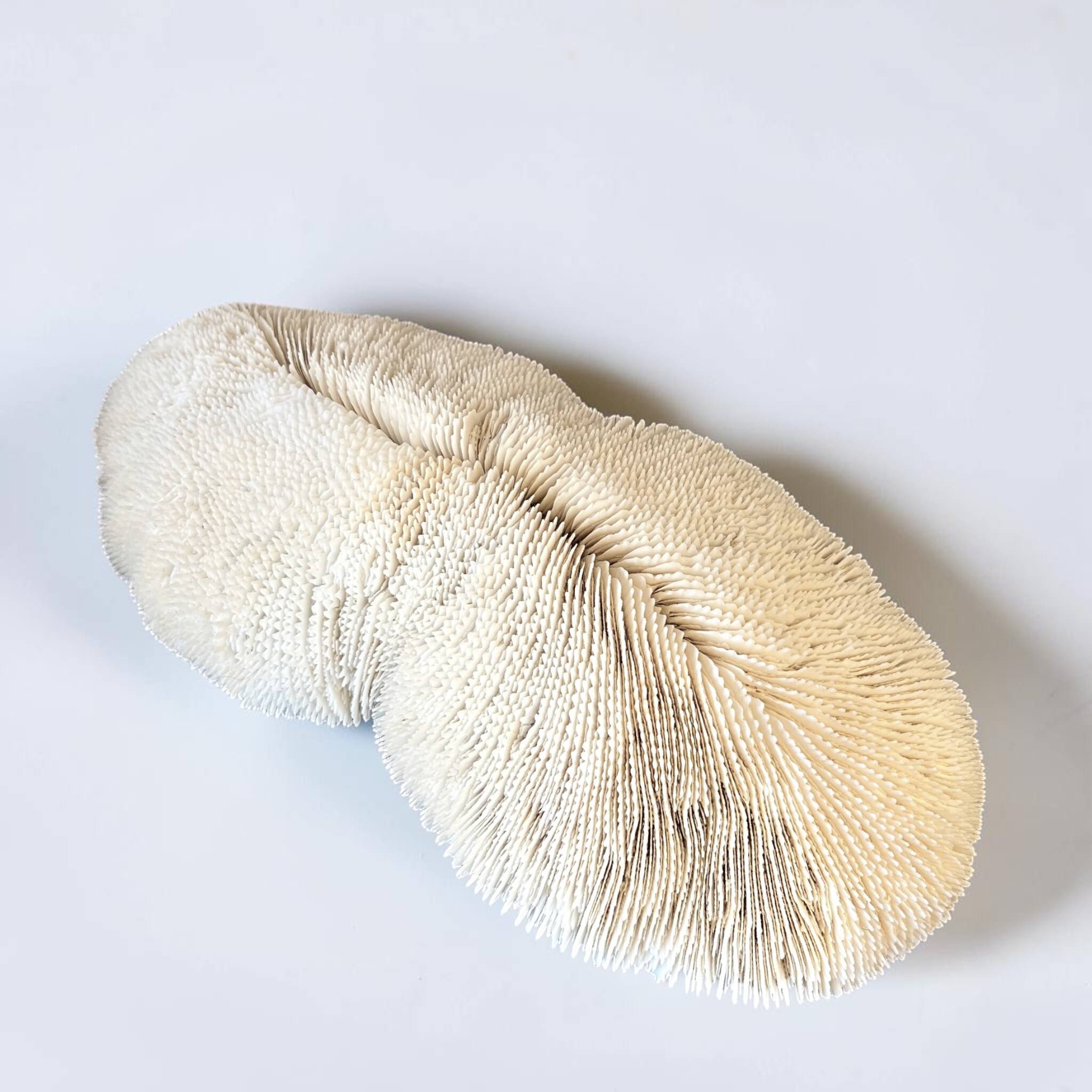 Grand corail blanc ancien à lamelles  coussin de requin 31 cm