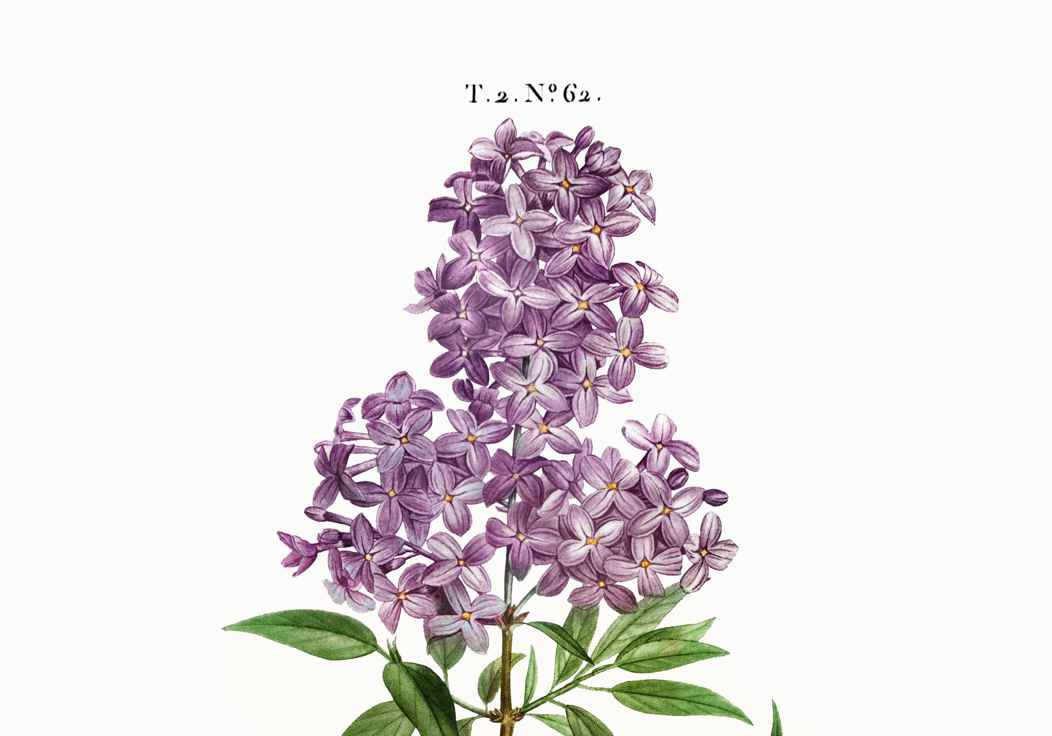 Poster about Persian lilac, after an old engraving from 1802