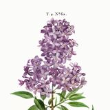Poster about Persian lilac, after an old engraving from 1802
