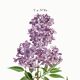 Poster about Persian lilac, after an old engraving from 1802