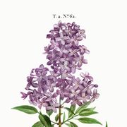 Poster about Persian lilac, after an old engraving from 1802