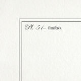 Chimera lithography animal engraving - the ouistigeon