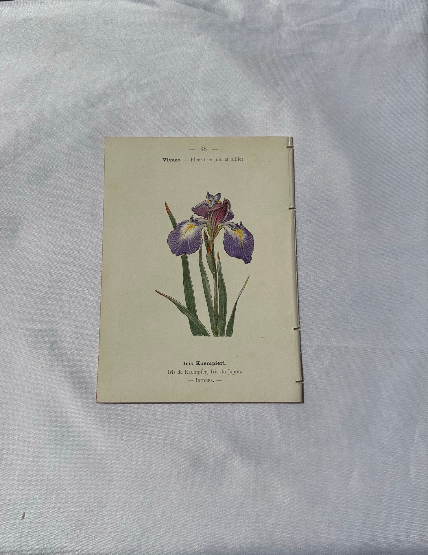 🌿 Botanical Plate Old Naturalist Engraving 19th Century Double-Sided