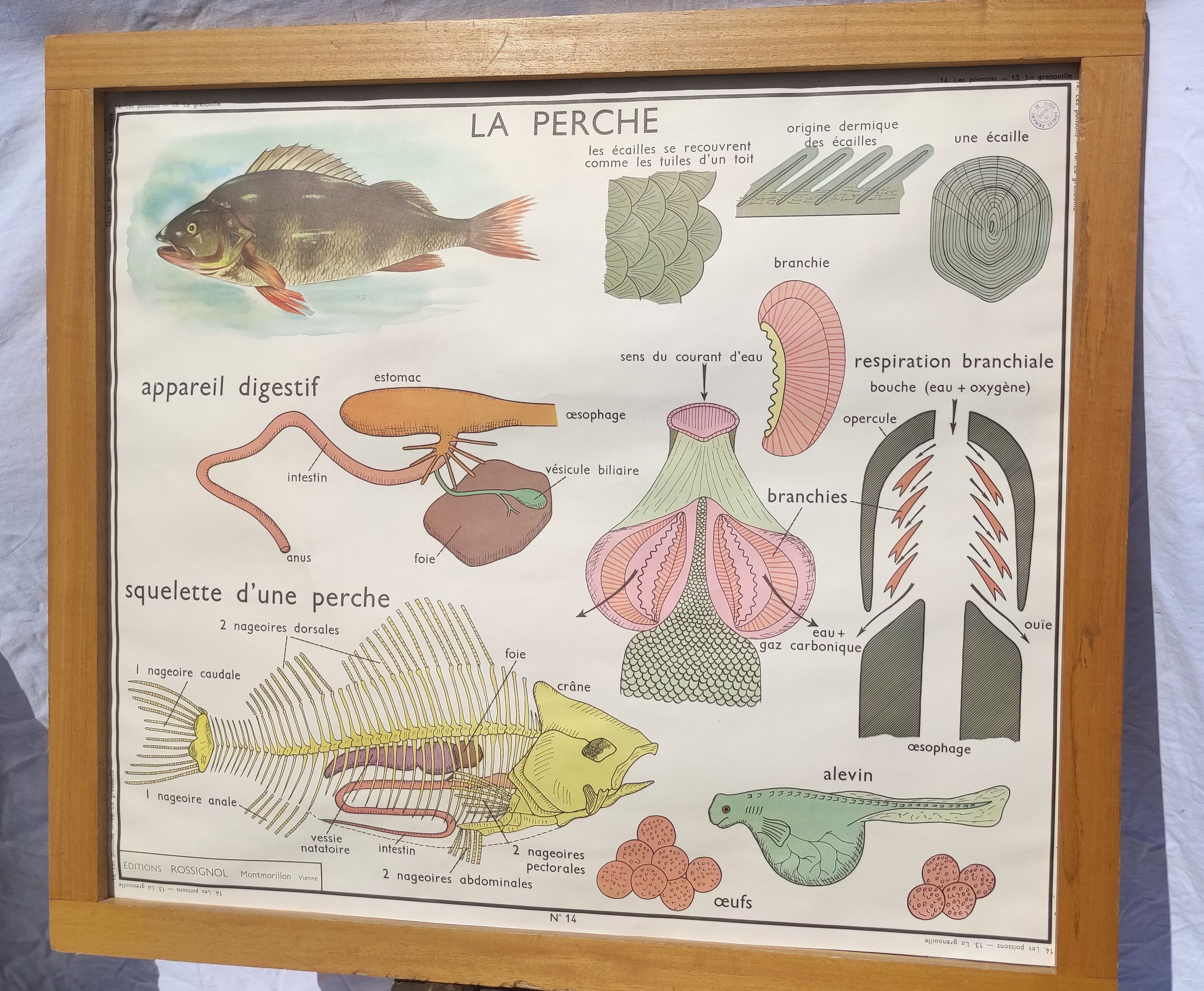 Educational poster of school frog and perch