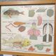 Educational poster of school frog and perch