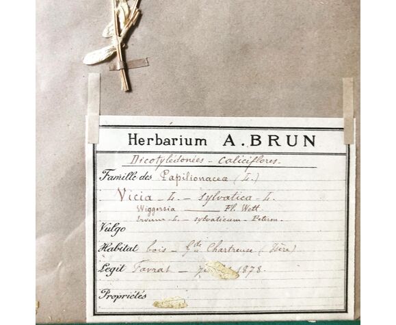 Herbarium A.Brun planche d'herbier 1872 | Selency