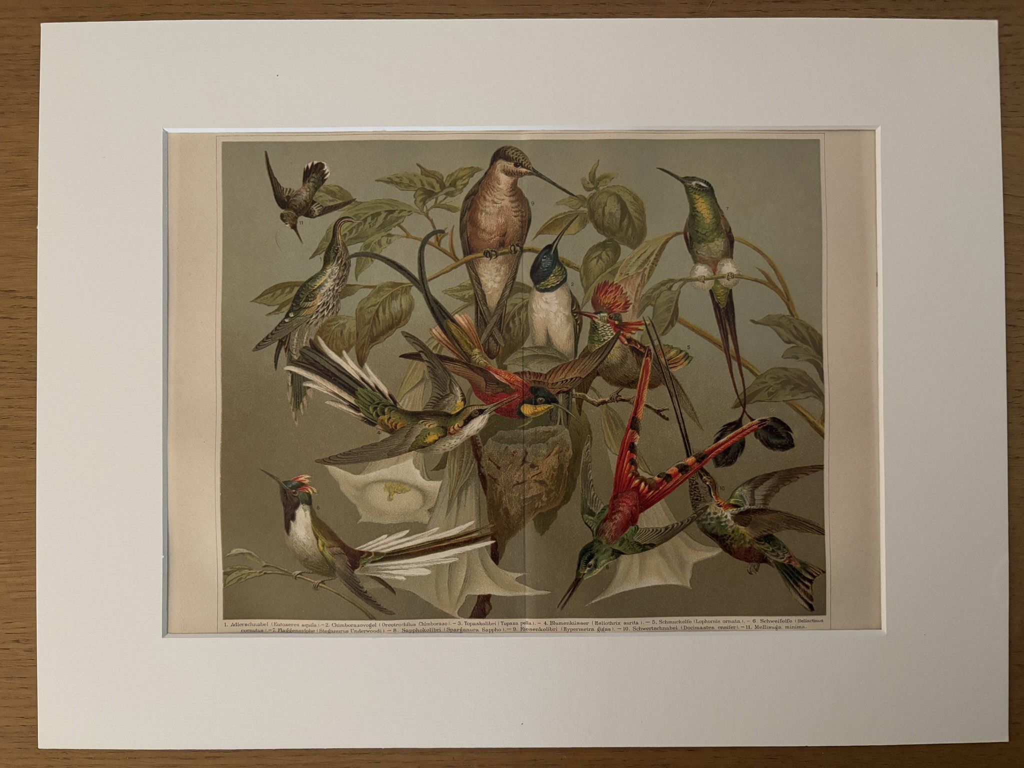 Lithographie gravure sur les colibris – 1890