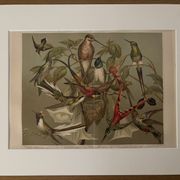 Lithographie gravure sur les colibris – 1890