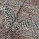 bohemian Berber carpet Boujad salmon in wool