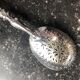 Cuillère à sucre argent