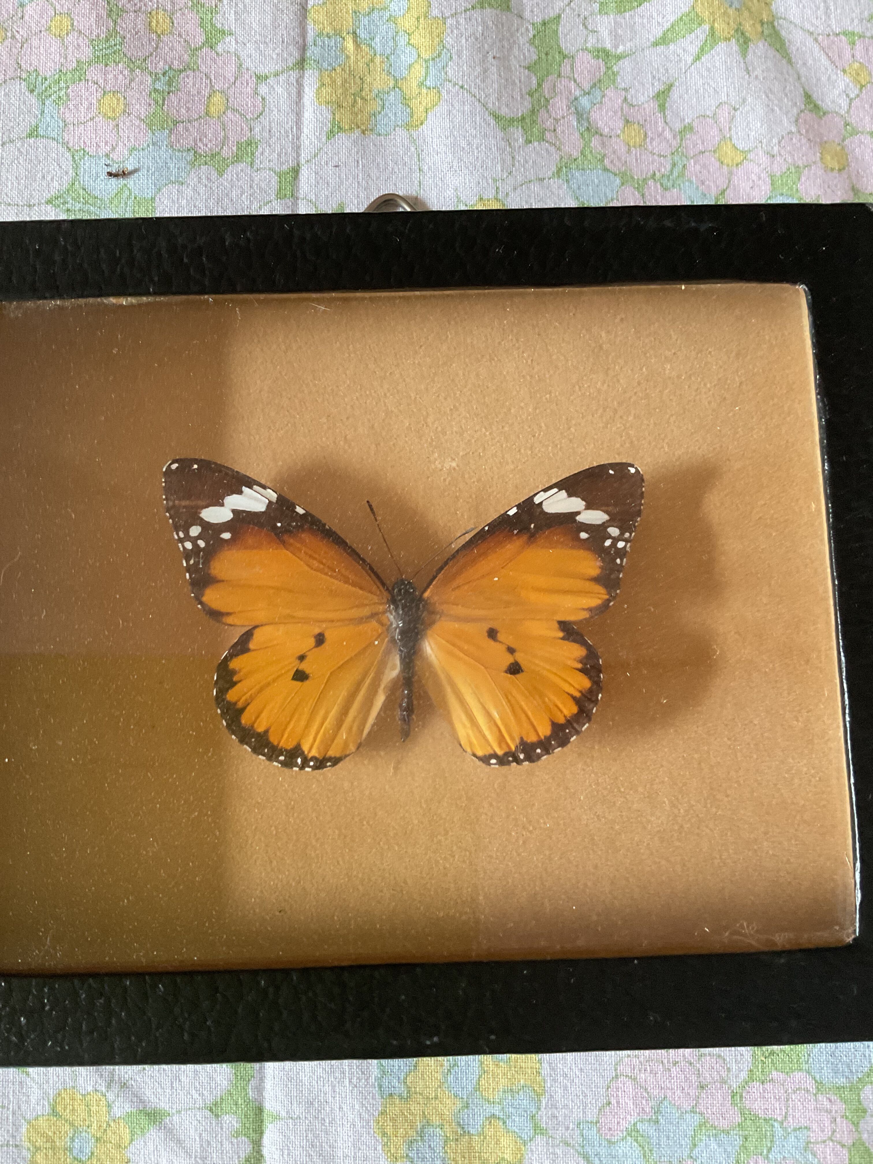 Naturalized butterfly frame taxidermies