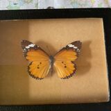 Cadre papillon naturalisé taxidermies