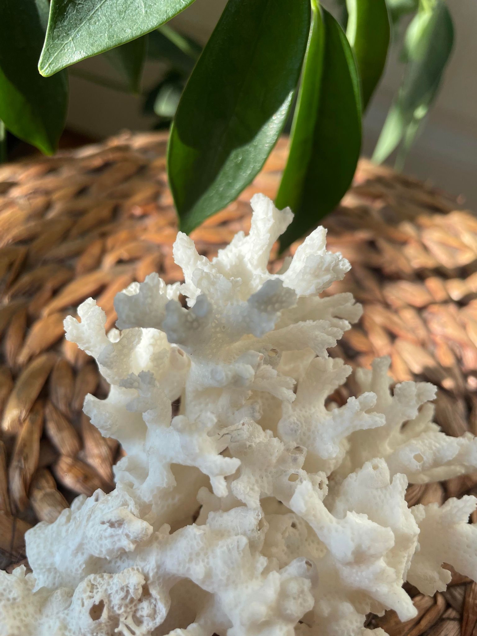 ancient white coral