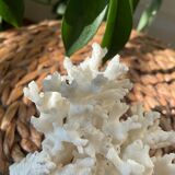 ancient white coral