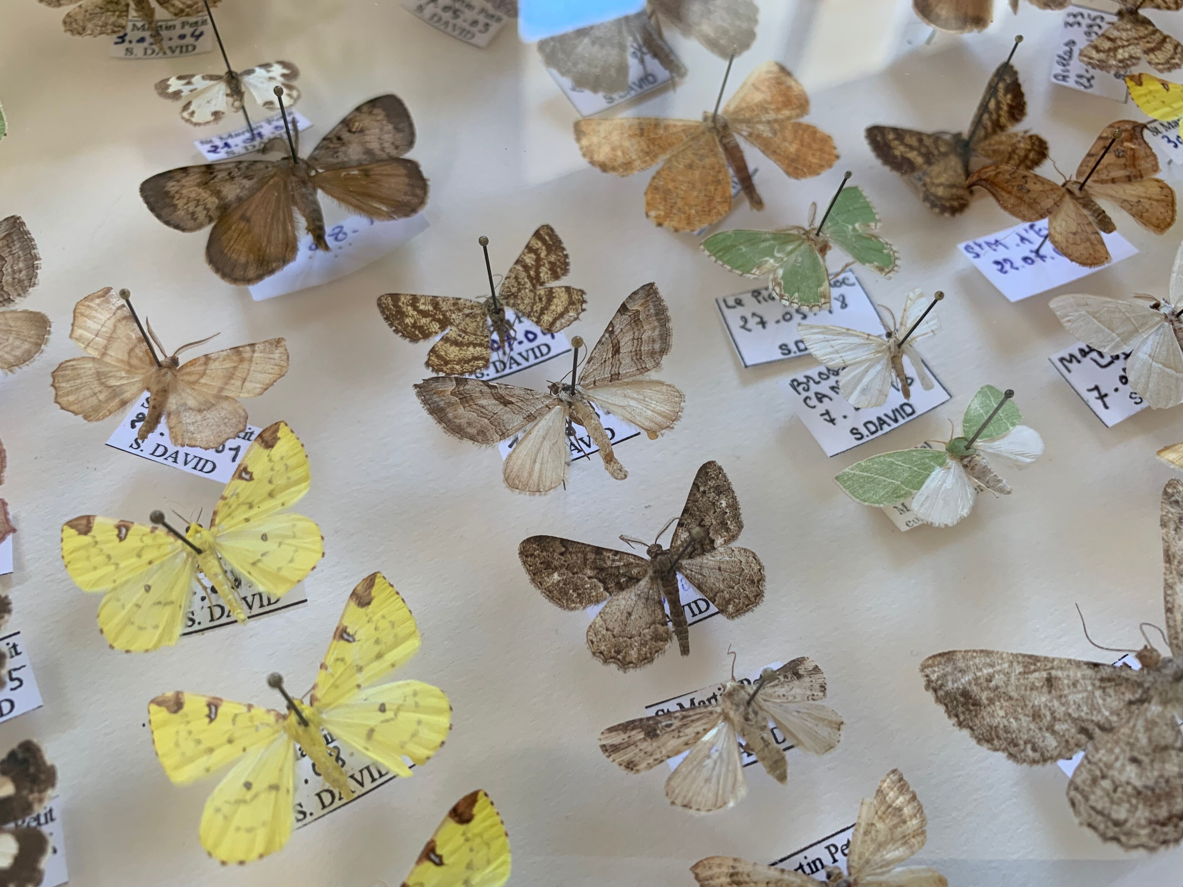 Butterflies stuffed under glass