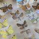 Butterflies stuffed under glass