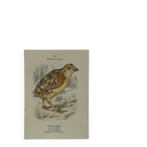 Planche Botanique Gravure oiseaux naturaliste  19eme recto verso  A