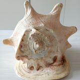 Blackcurrant shell cornuta