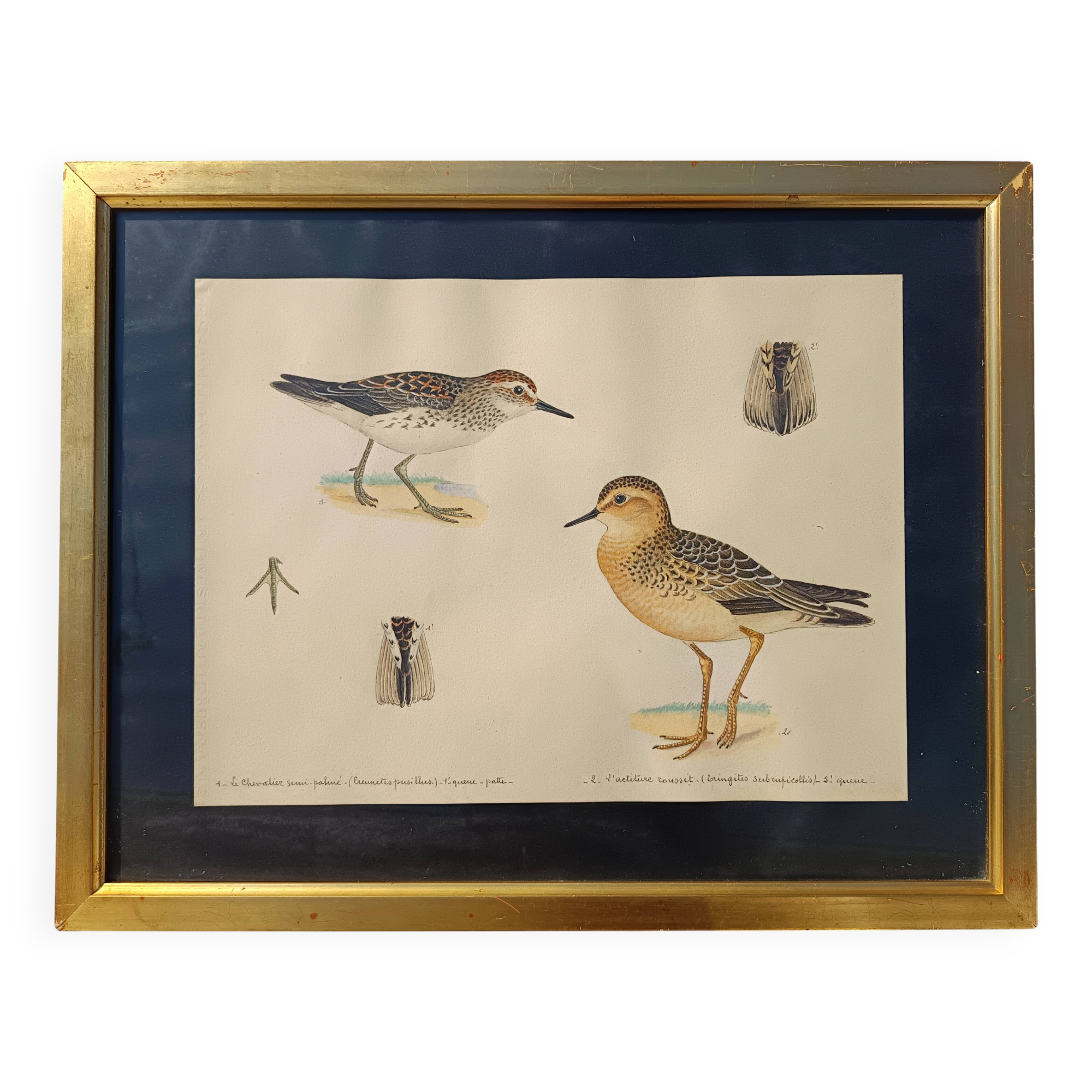 Old ornithological watercolor
