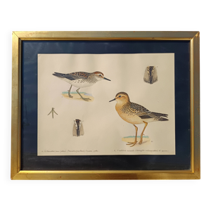 Ancienne aquarelle ornithologique
