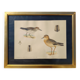 Old ornithological watercolor