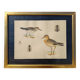 Old ornithological watercolor