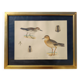 Ancienne aquarelle ornithologique