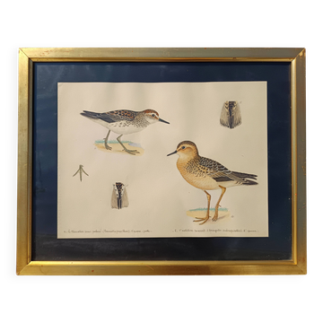 Old ornithological watercolor