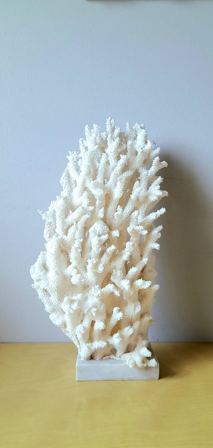 Antique white coral on marble base