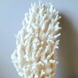 Antique white coral on marble base