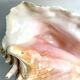 Florida shell