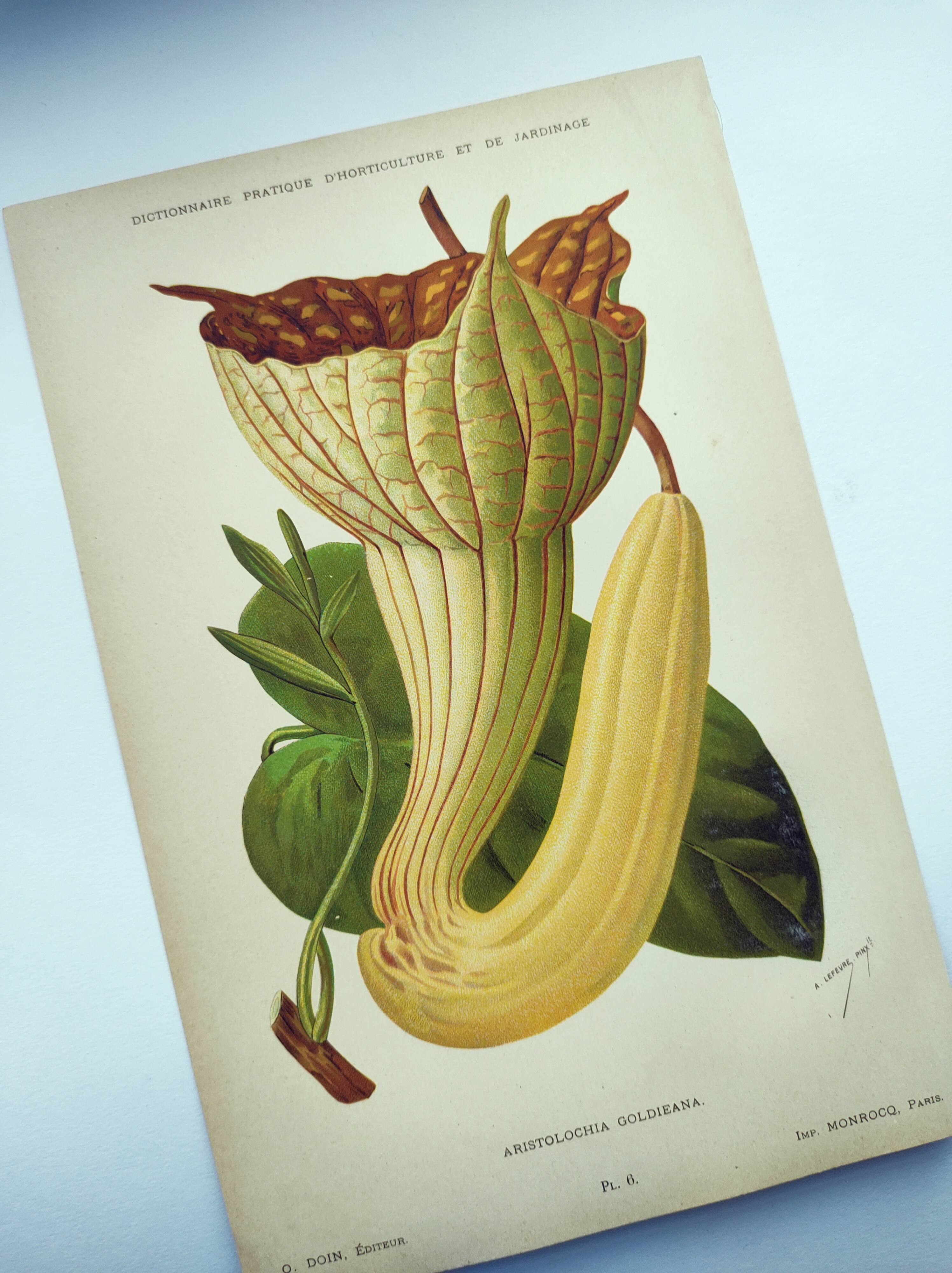 Botanical engraving from 1897 - Goldie's Aristolochia - Original plate. Old lithograph