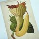 Botanical engraving from 1897 - Goldie's Aristolochia - Original plate. Old lithograph