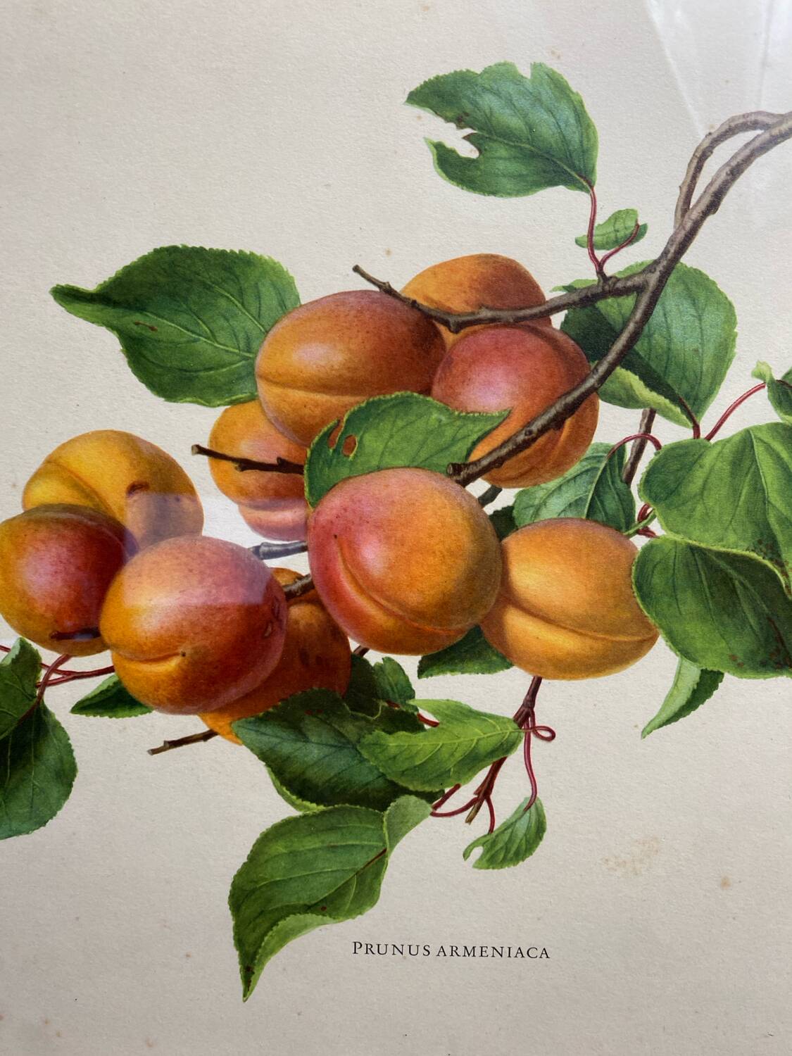 Affiche botanique, Prunus Armeniaca