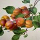 Affiche botanique, Prunus Armeniaca