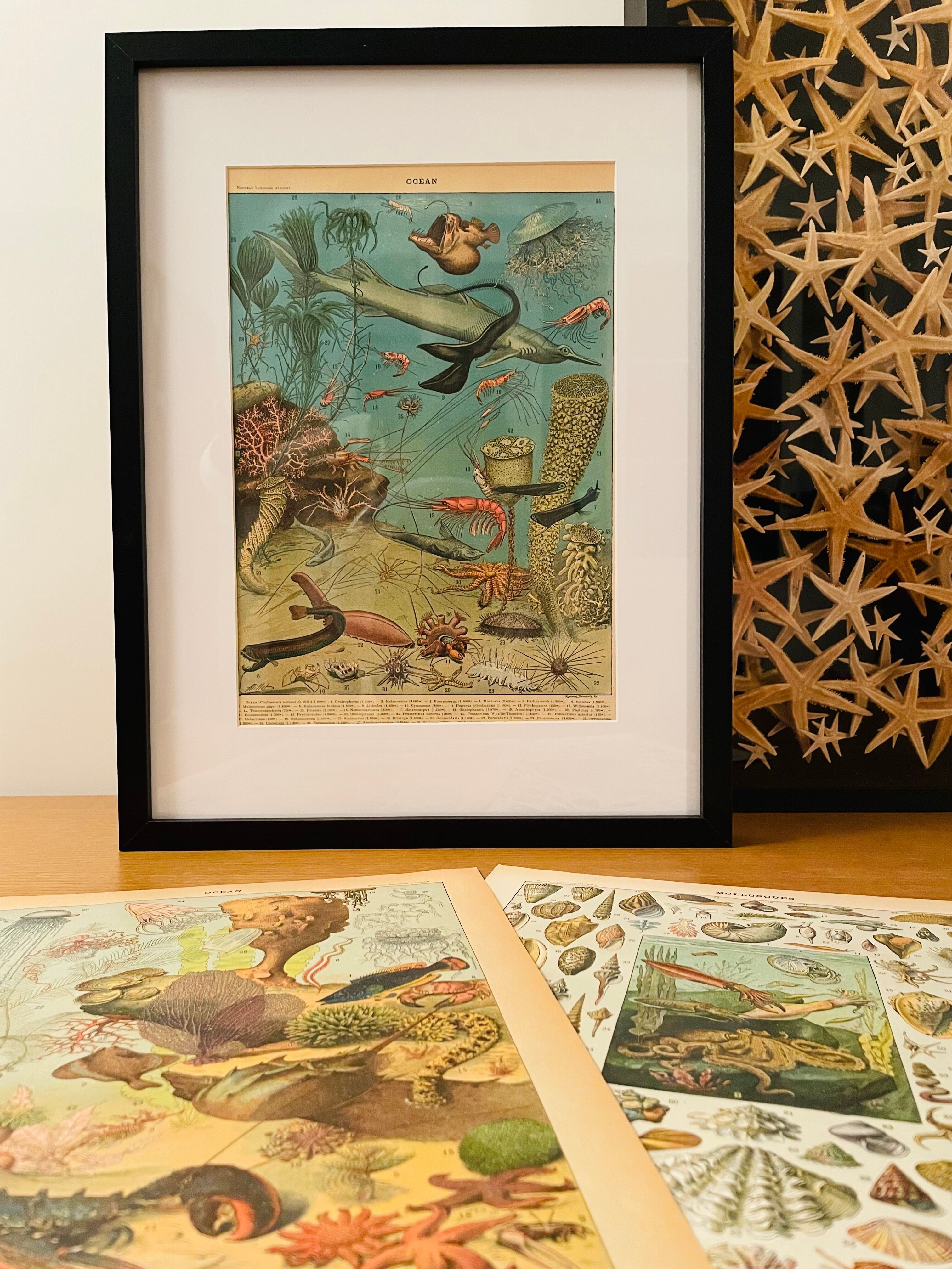 Lithographie sur les algues - 1930