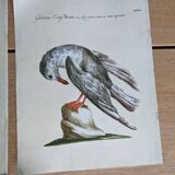 7 bird illustrations
