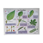 Ancienne affiche MDI "Les feuilles-La pomme".