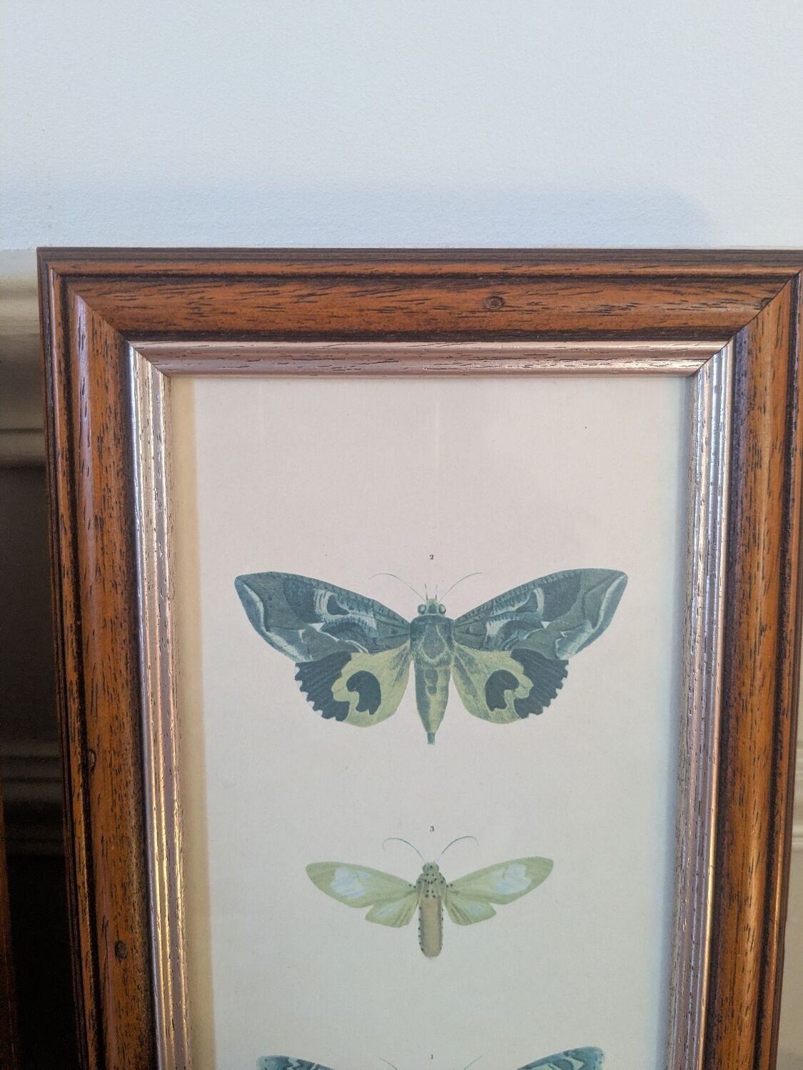 Lithographies de papillons