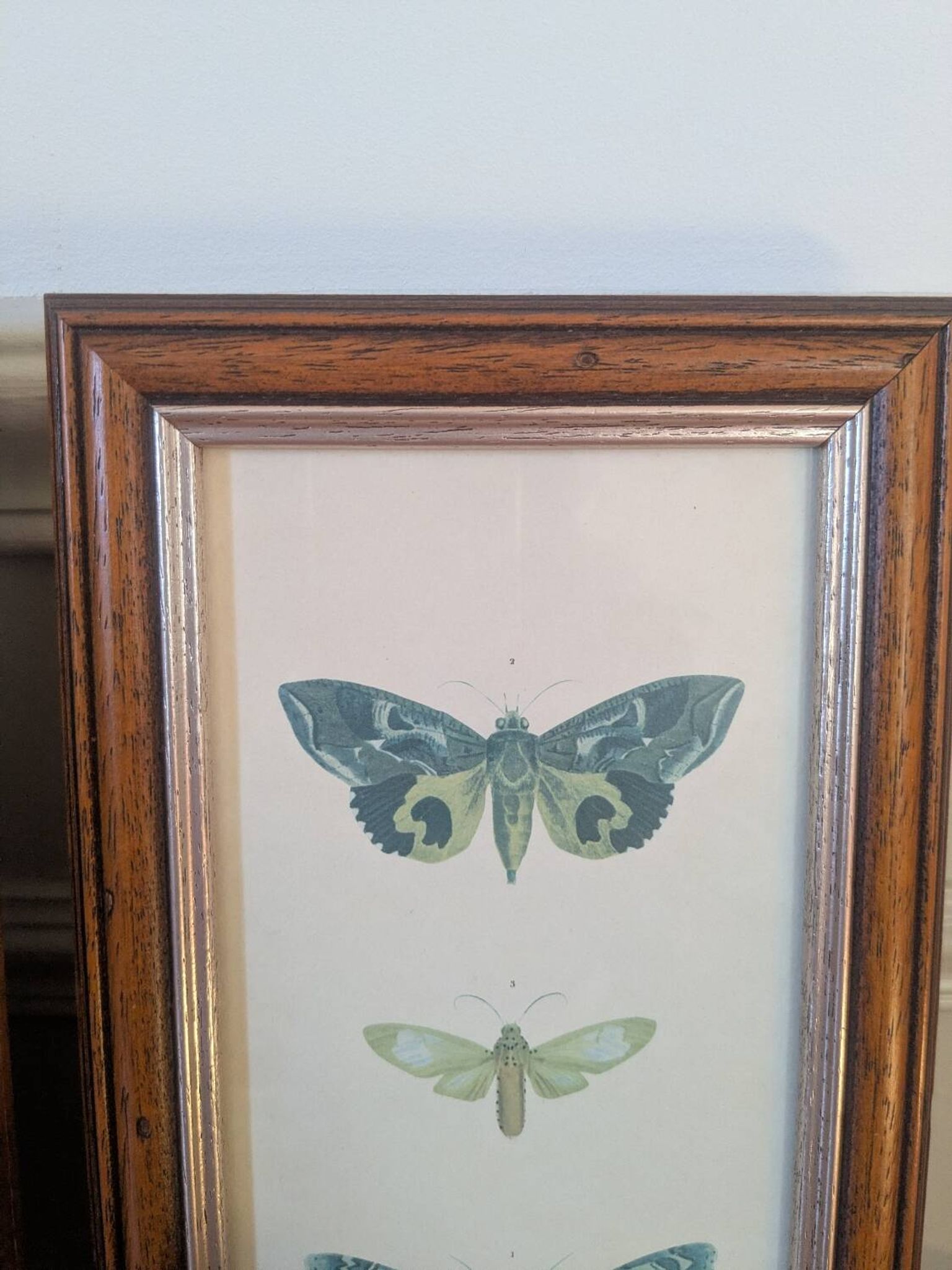 Lithographs of butterflies